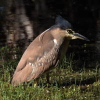 Nankeen Night-Heron